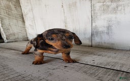 Miniature Dachshund dogs for sale: Sophie - Image 3