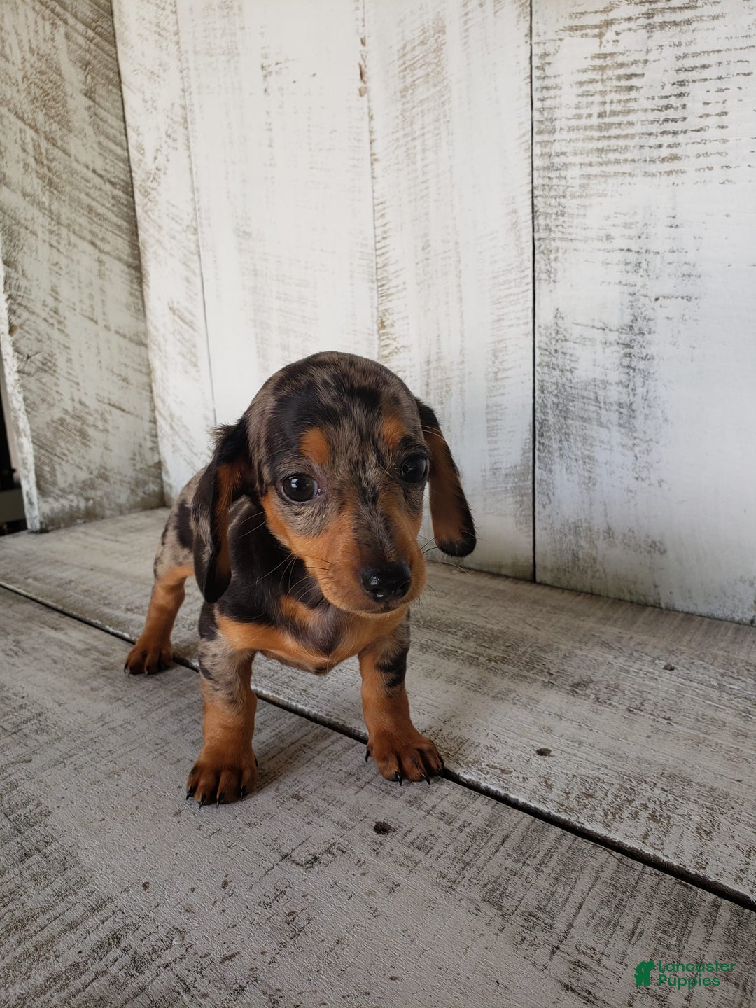 Miniature Dachshund dogs for sale: Sophie - Image 3