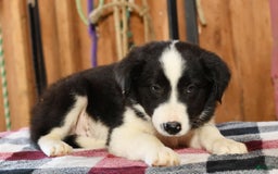 Border Collie dogs for sale: Leo - Image 4