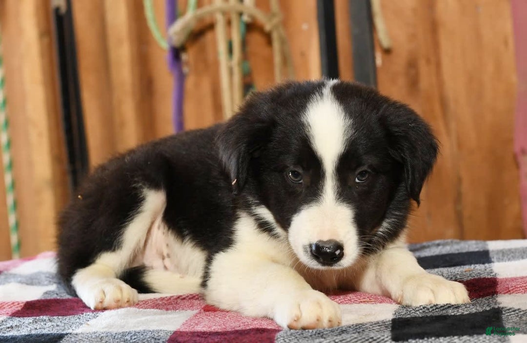 Border Collie dogs for sale: Leo - Image 4