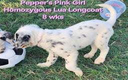 Dalmatian dogs for sale: Peppers Pink Girl - Image 9