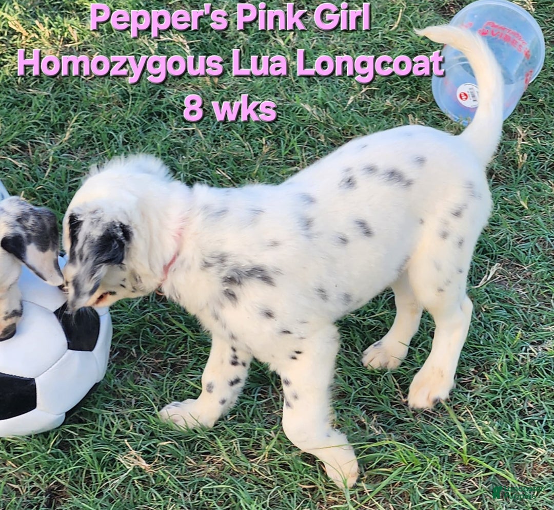Dalmatian dogs for sale: Peppers Pink Girl - Image 9