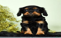 Cavalier King Charles Spaniel dogs for sale: Cooper - Image 5