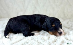 Aussiedoodle dogs for sale: Btf1 - Listing for pets: Btf1, Btf1 - Image 4