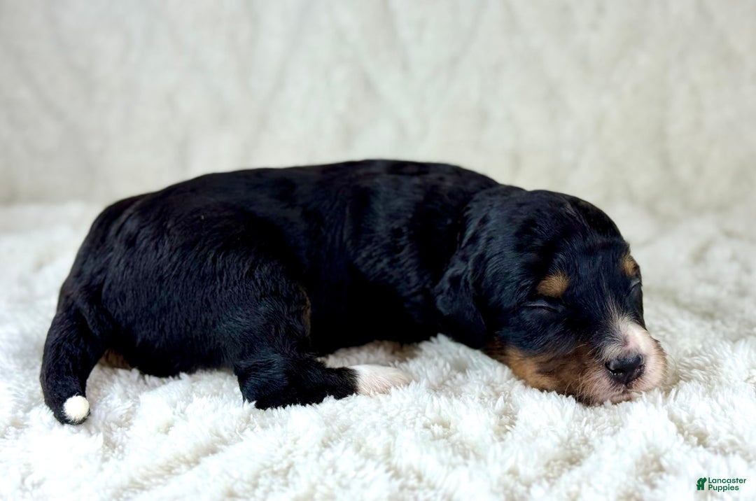 Aussiedoodle dogs for sale: Btf1 - Listing for pets: Btf1, Btf1 - Image 4