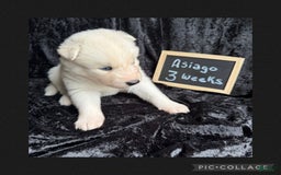 Siberian Husky dogs for sale: Asiago - Image 3