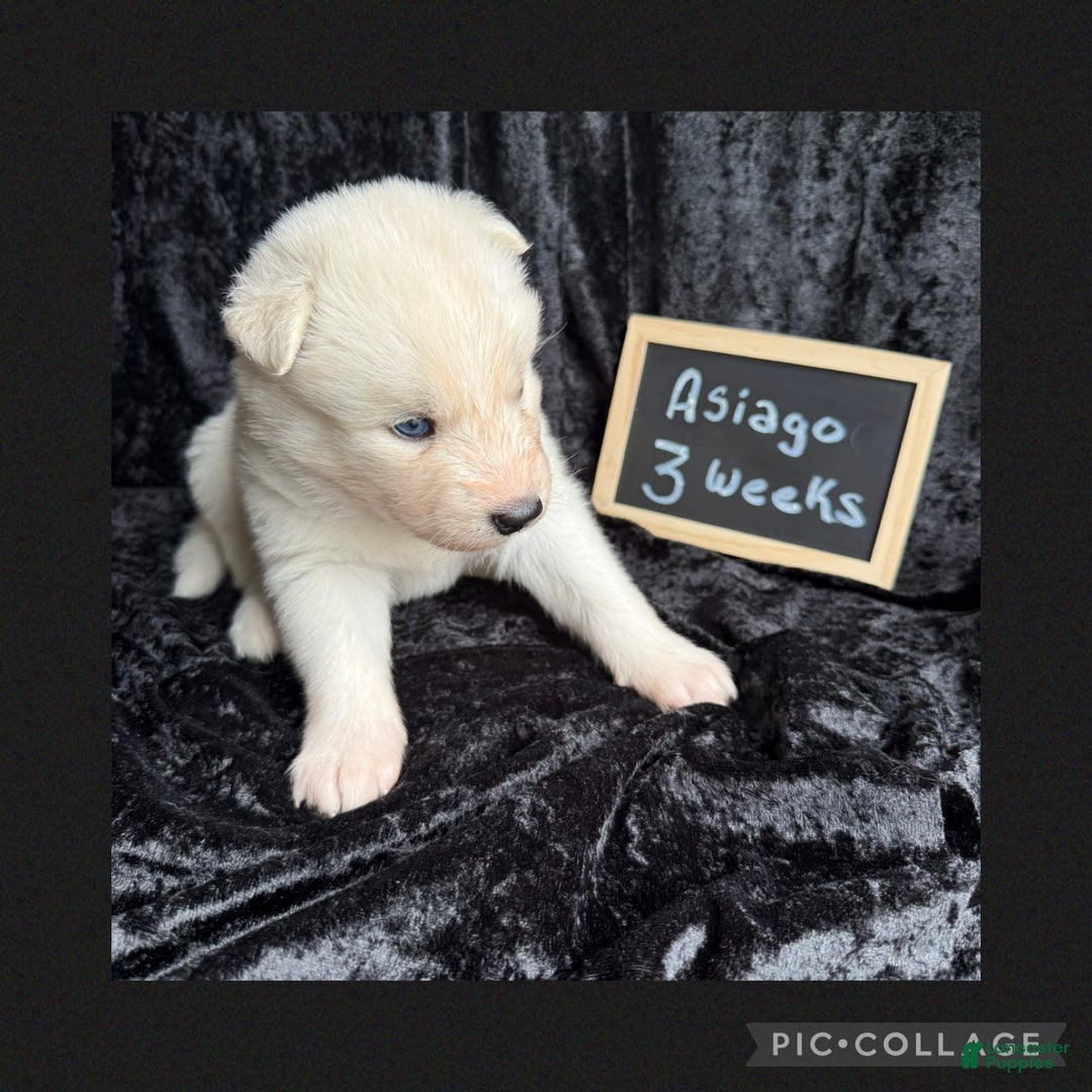 Siberian Husky dogs for sale: Asiago - Image 3