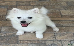 American Eskimo dogs for sale: Kinston - Image 2