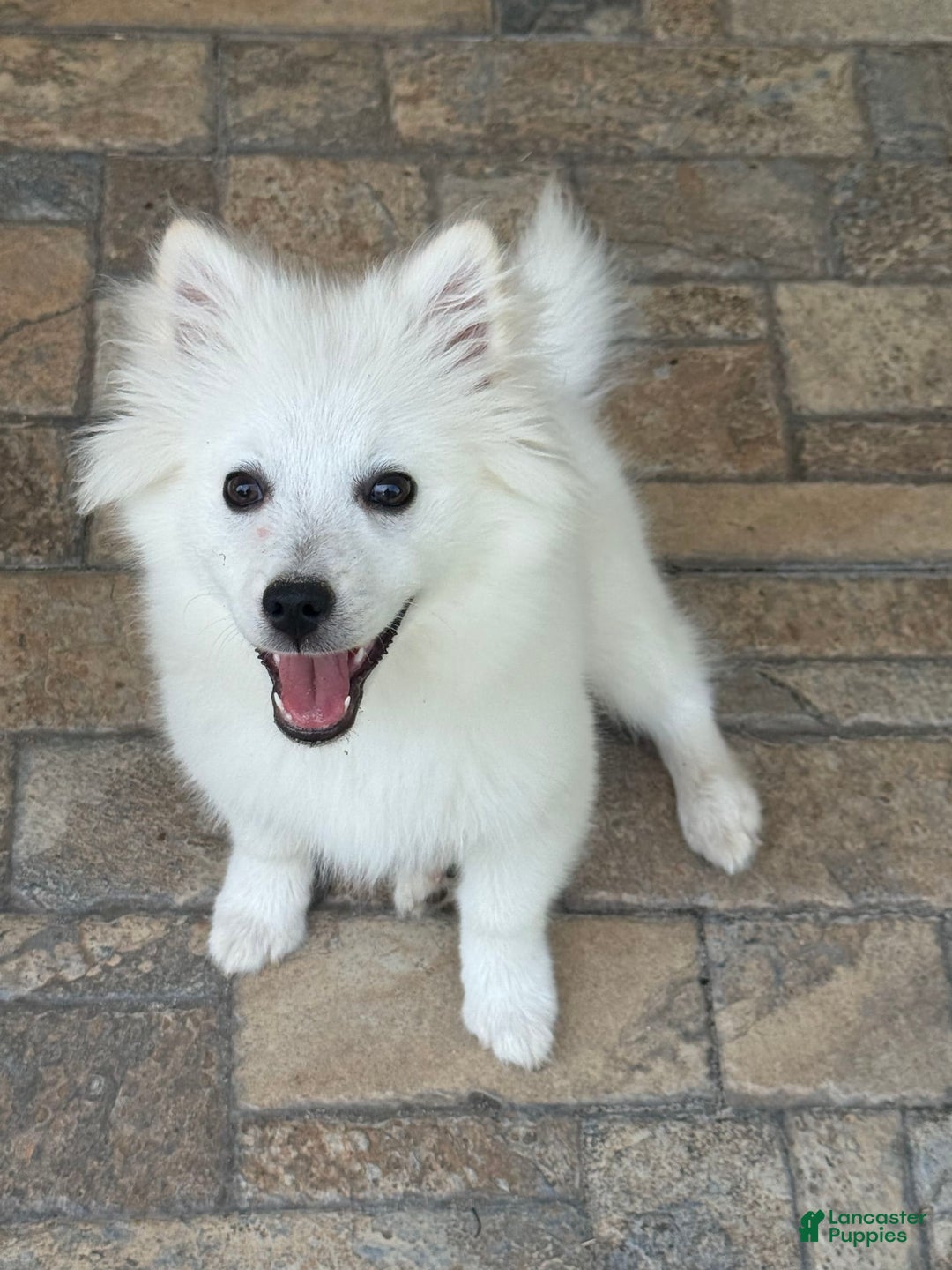 American Eskimo dogs for sale: Kinston - Image 2