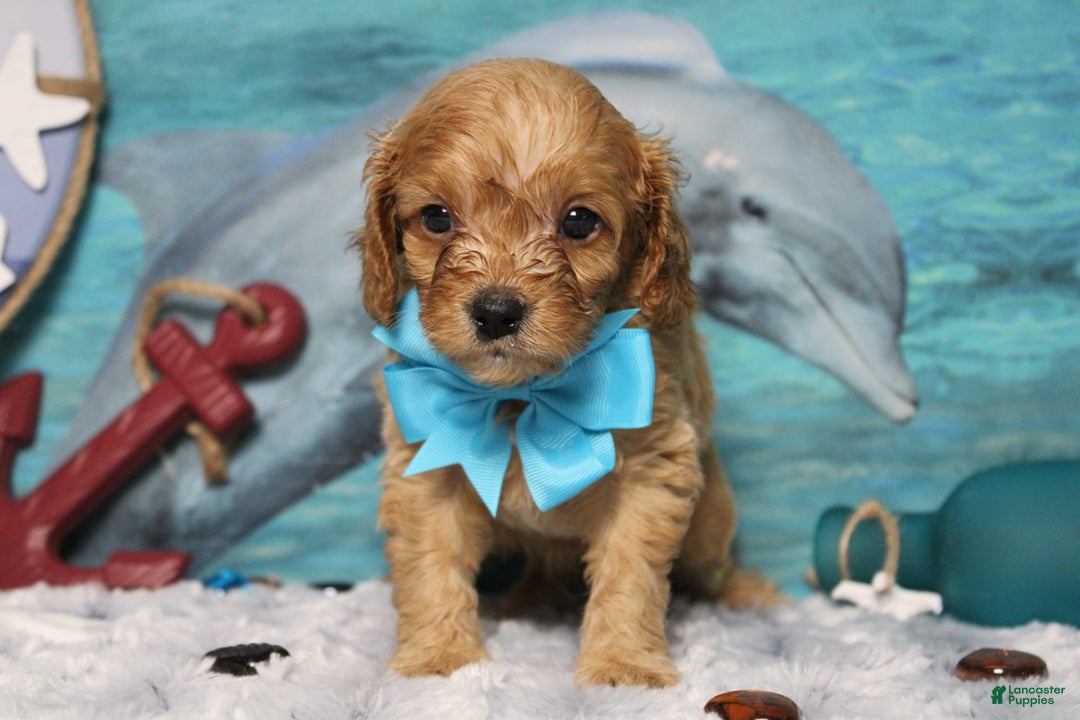 Cavapoo dogs for sale: Phoenix - Image 50