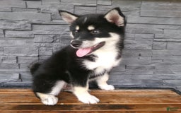Pomsky dogs for sale: Sammy - Image 1
