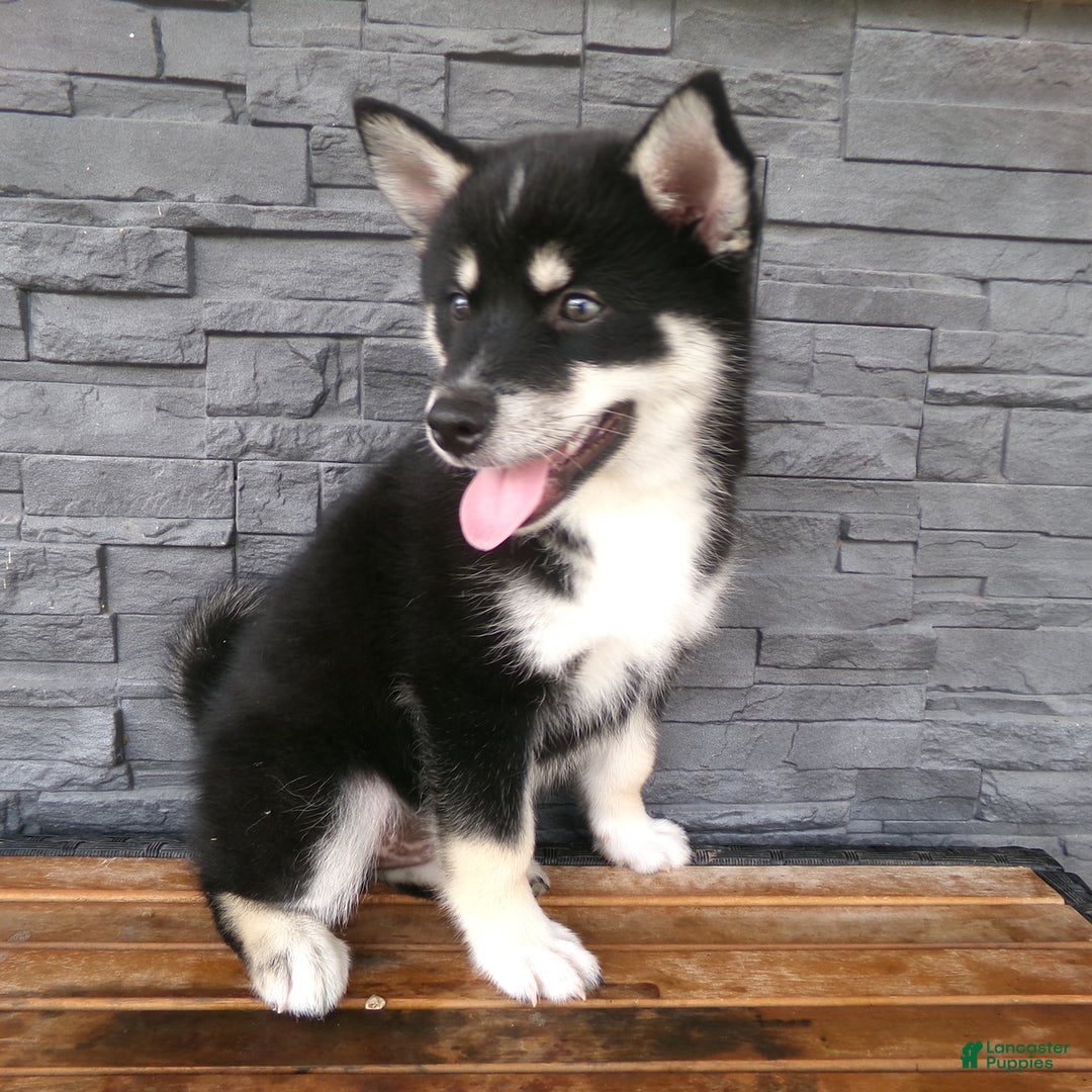 Pomsky dogs for sale: Sammy - Image 1