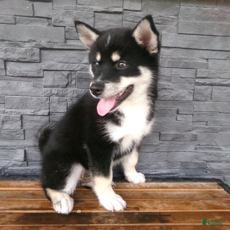 Pomsky dogs for sale - Ad 2