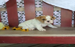 Beabull dogs for sale: Alex - Image 1