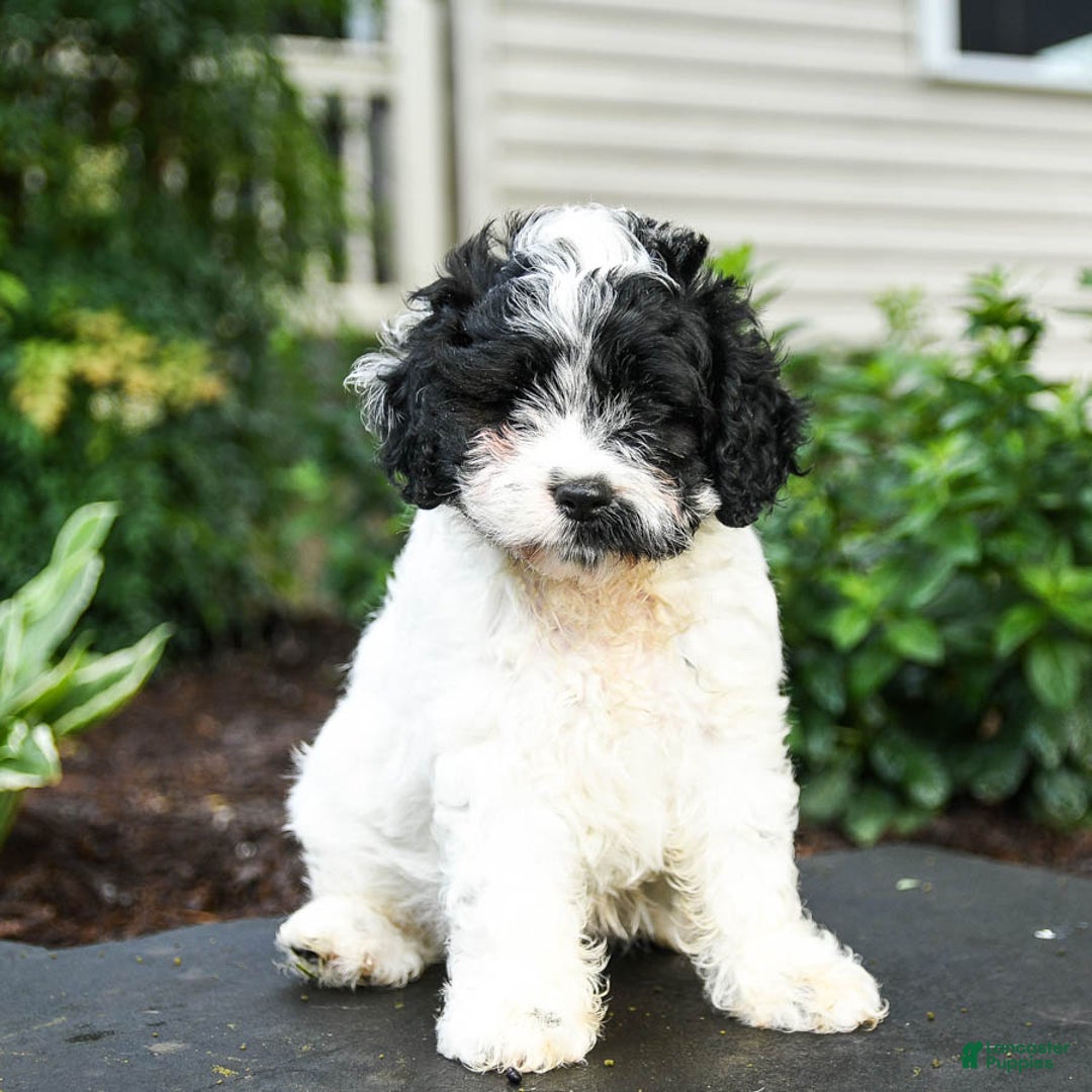 Cavapoo dogs for sale: Teddy - Image 3