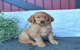 Golden Retriever dogs for sale: Cocoa - Listing for pets: Cookie, Coffee, Caramello, Champ, Charmer, Carmela, Cocoa, Creme - Image 3