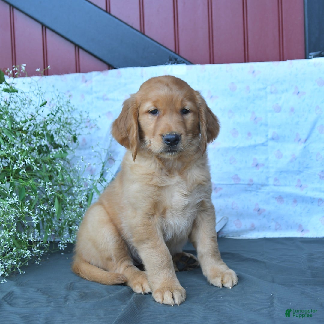 Golden Retriever dogs for sale: Cocoa - Listing for pets: Cookie, Coffee, Caramello, Champ, Charmer, Carmela, Cocoa, Creme - Image 3
