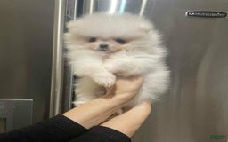 Pomeranian dogs for sale: Theodore - Image 4