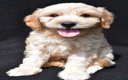Cavapoo dogs for sale: Rex - Image 10