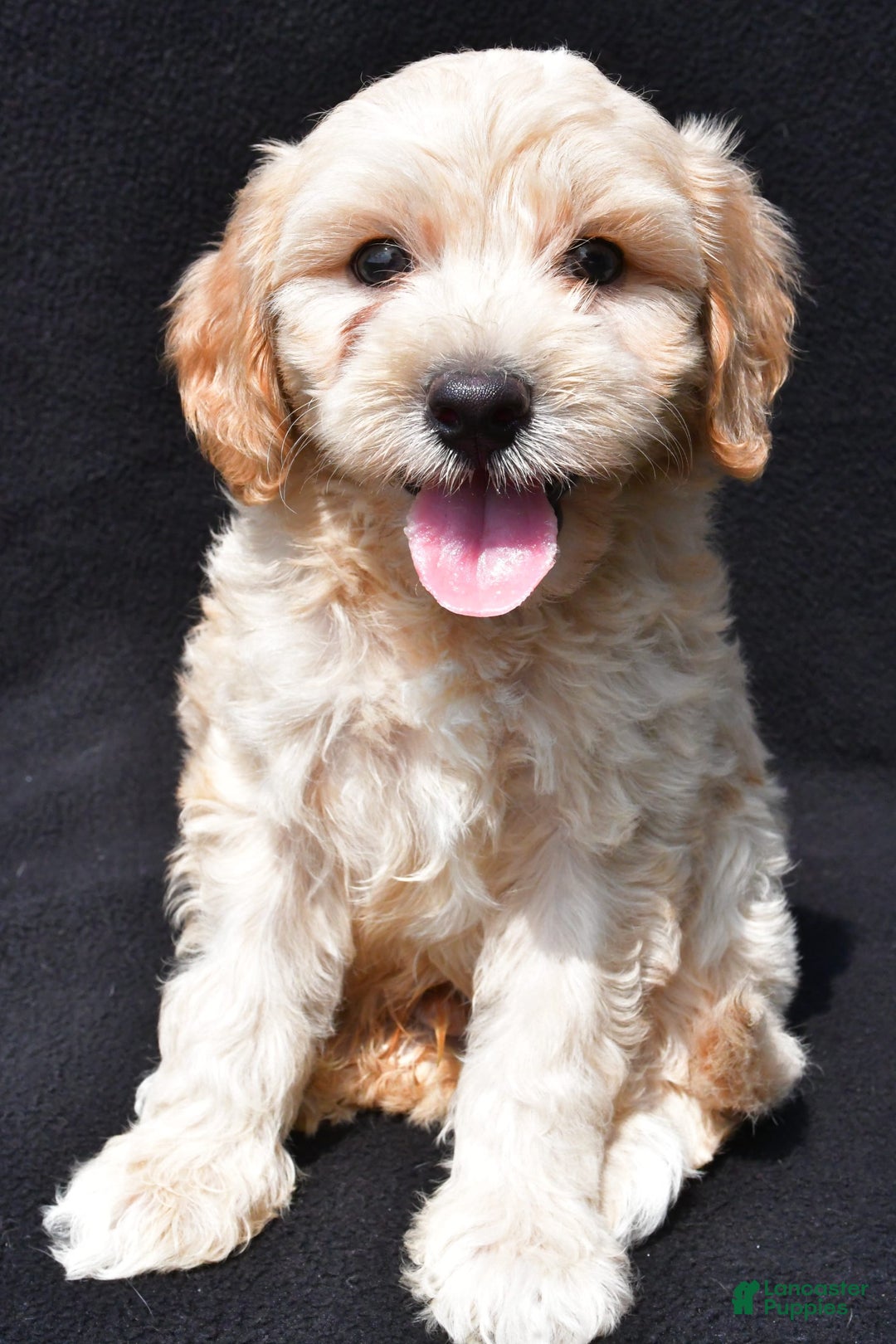 Cavapoo dogs for sale: Rex - Image 10