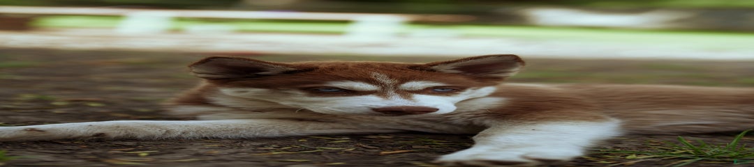 Palmer