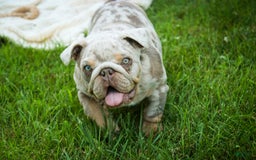 English Bulldog dogs for sale: Turbo - Image 9