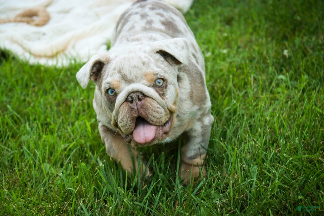 English Bulldog dogs for sale: Turbo - Image 9