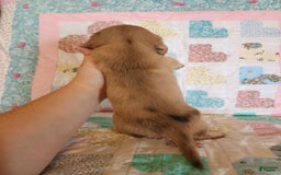 Miniature Dachshund dogs for sale: Chip - Image 9