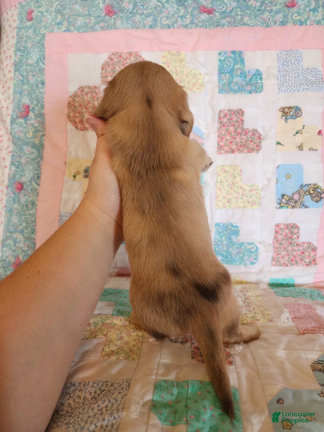 Miniature Dachshund dogs for sale: Chip - Image 9