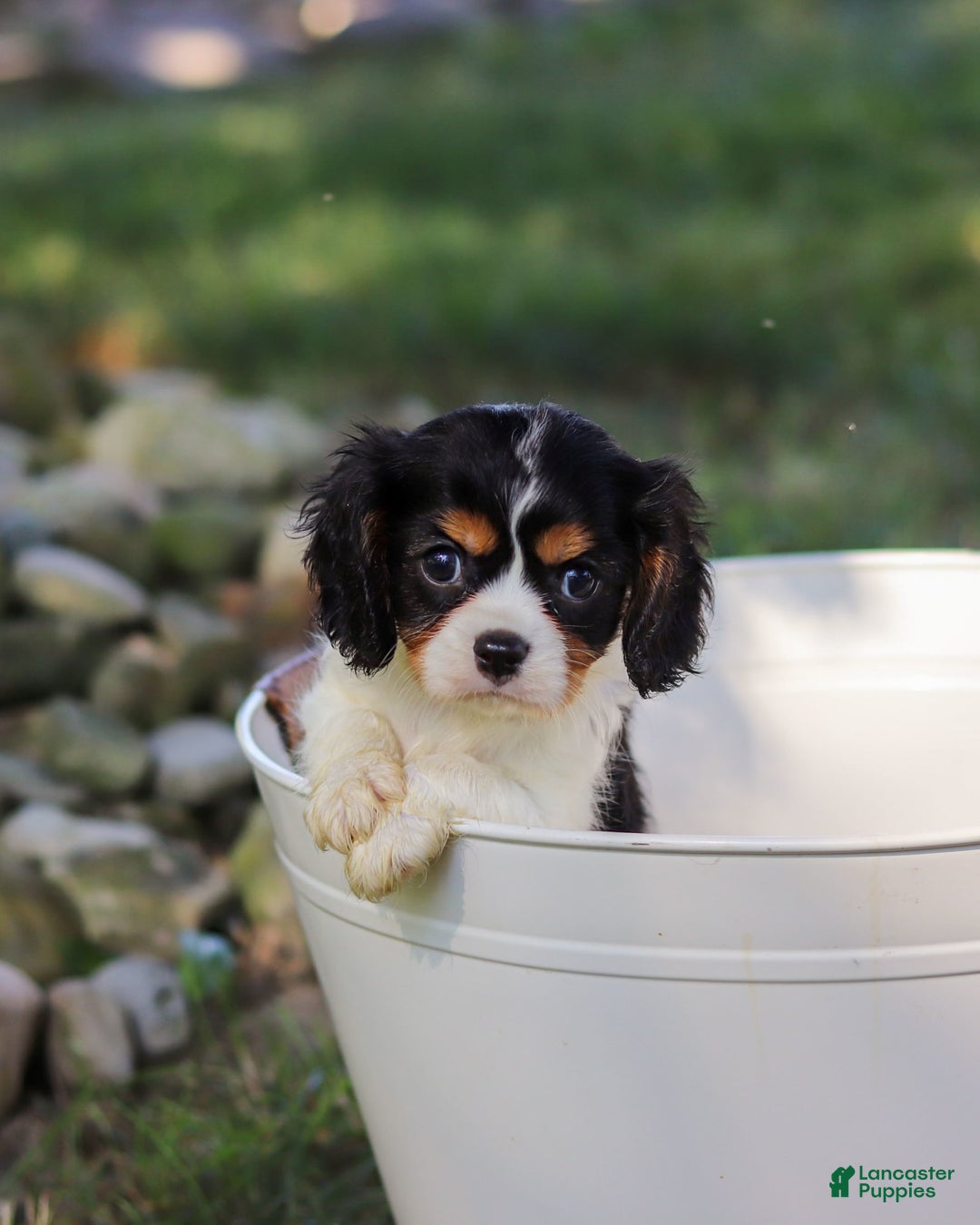Cavalier King Charles Spaniel dogs for sale: Tucker - Image 10