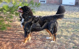 Bernese Mountain Dog dogs for sale: Beau - Image 9