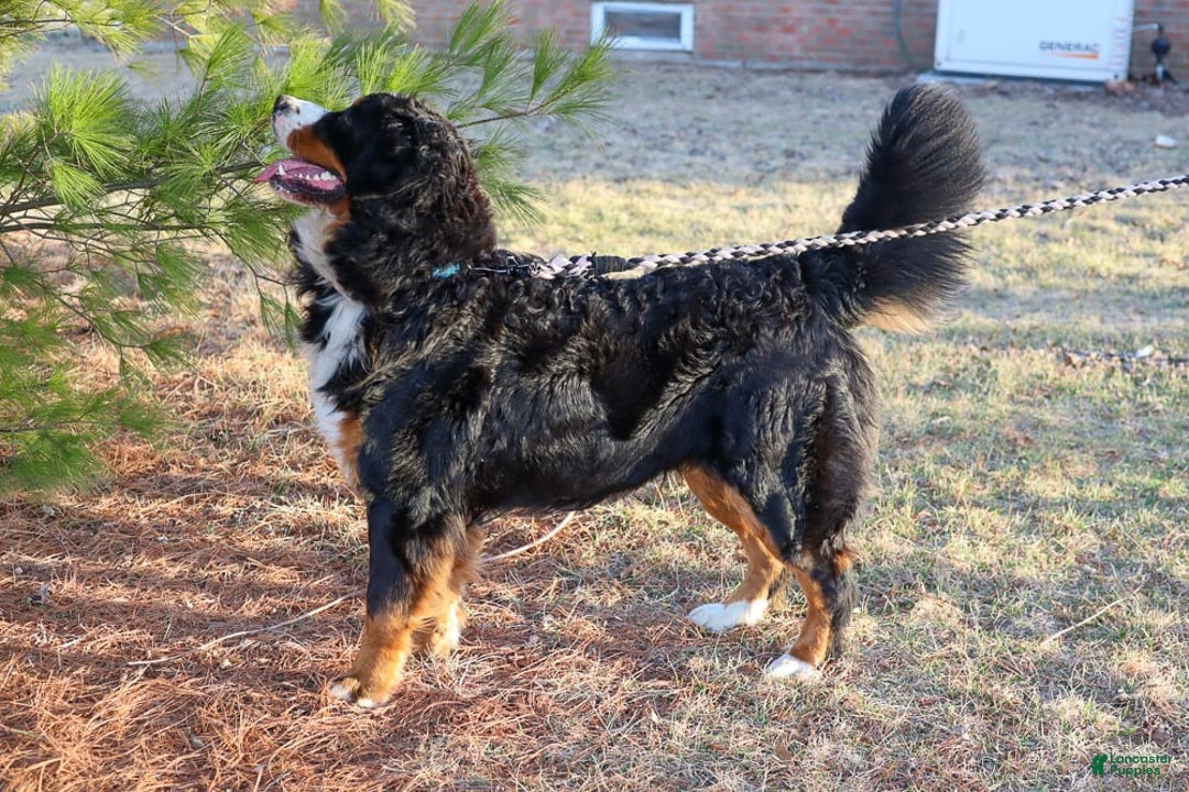 Bernese Mountain Dog dogs for sale: Beau - Image 9