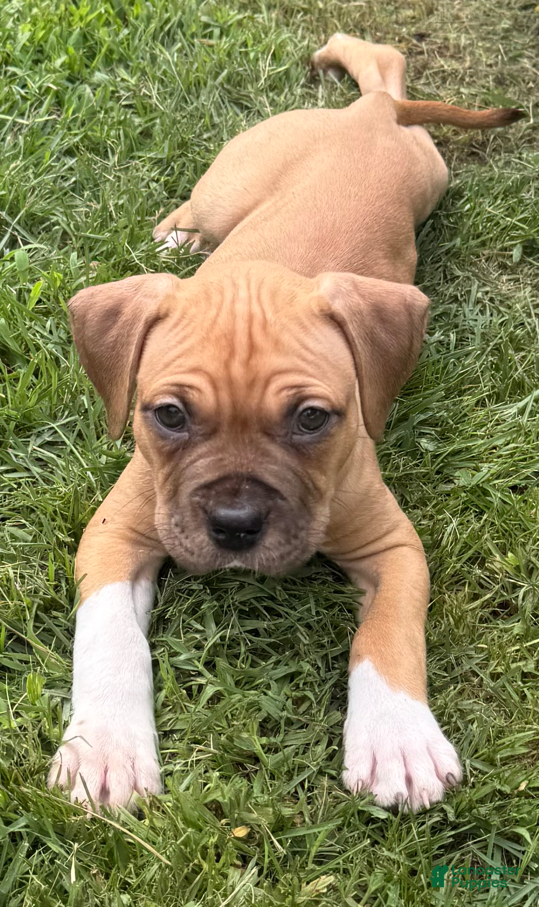 American Pit Bull Terrier dogs for sale: Spice - Image 26