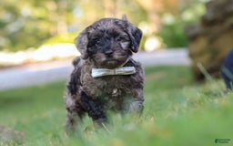 Cockapoo dogs for sale: Monty - Image 3