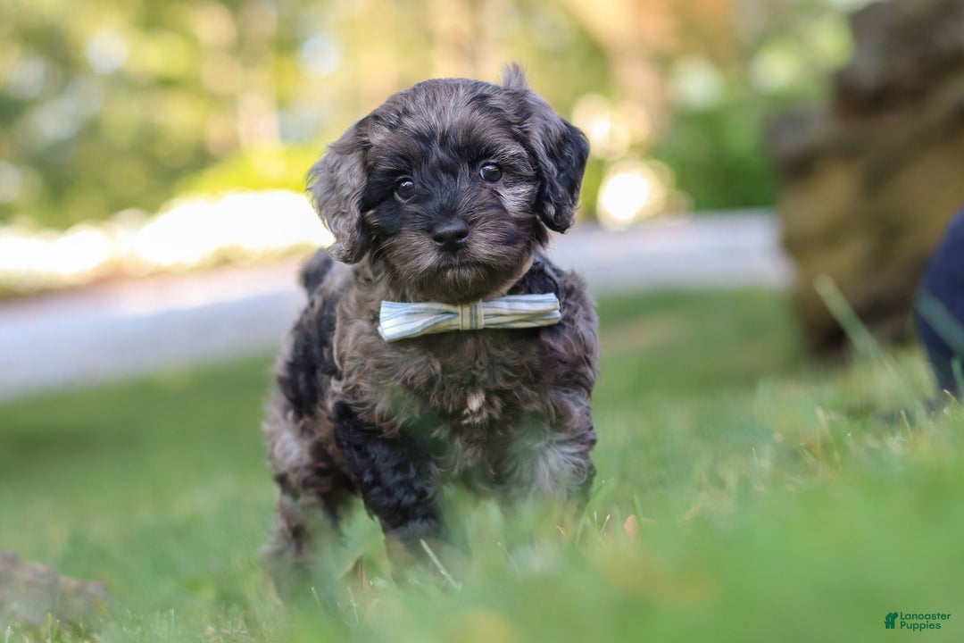 Cockapoo dogs for sale: Monty - Image 3