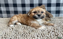 Teddy Bear dogs for sale: Sidney - Image 3