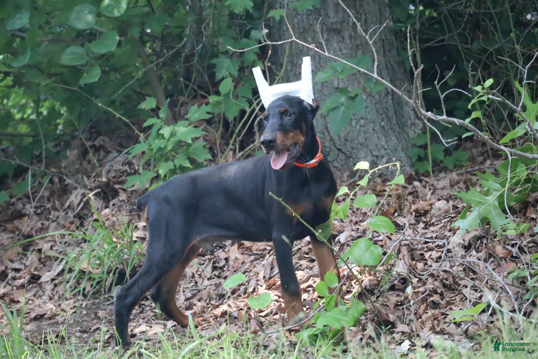 Doberman Pinscher dogs for sale: Storm - Image 2