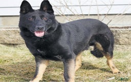 German Shepherd dogs for sale: Cinder - Image 7