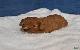 Cavapoo dogs for sale: Cavapoo 6 puppies - Image 7