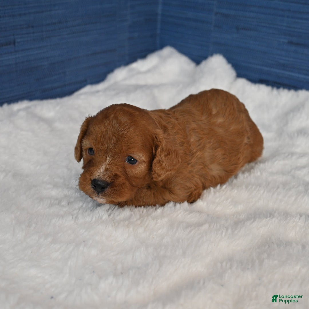 Cavapoo dogs for sale: Cavapoo 6 puppies - Image 7