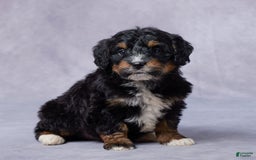 Mini Bernedoodle dogs for sale: Jade - Image 1