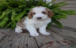 Goldendoodle dogs for sale: Ace - Image 21