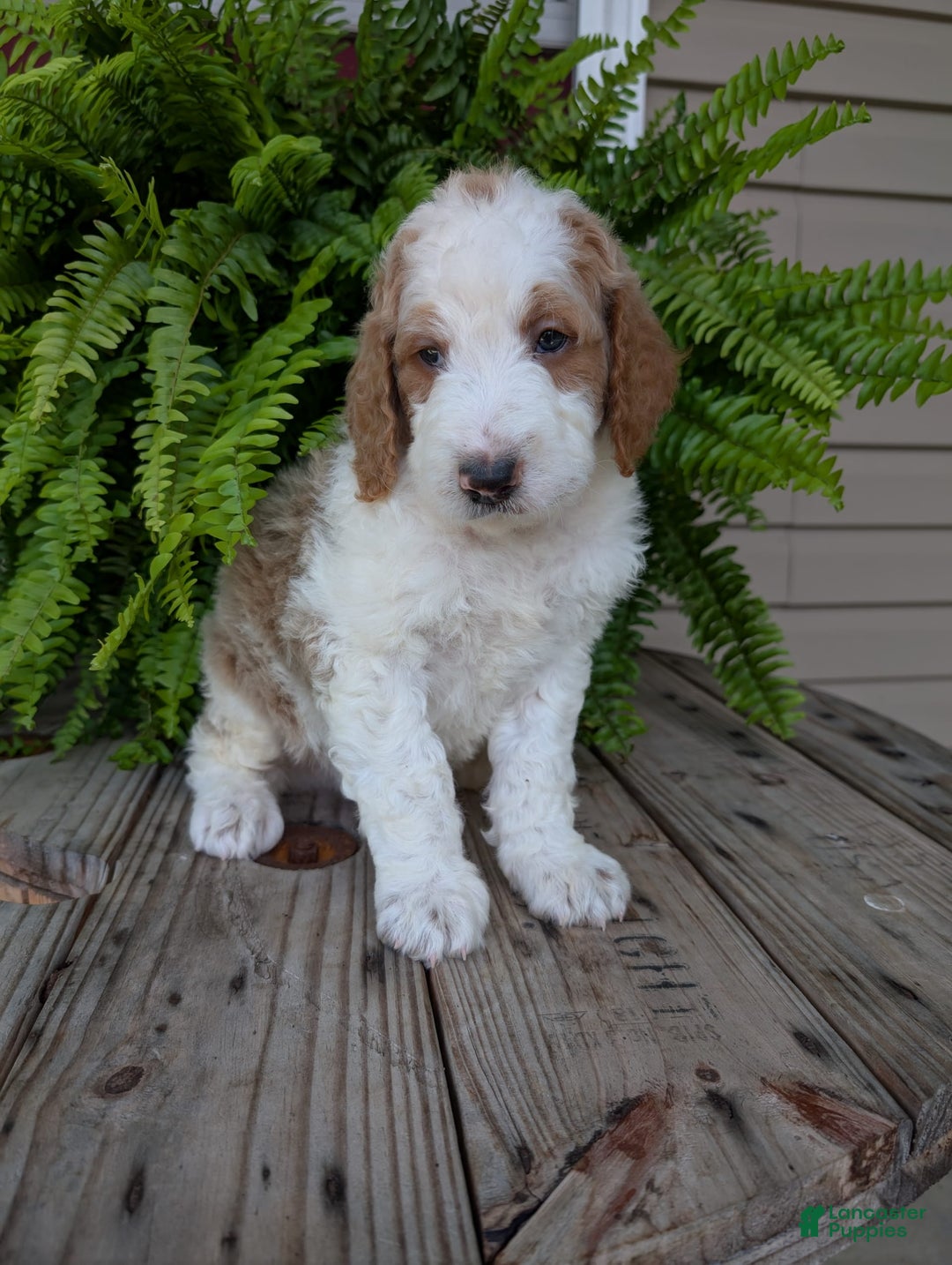 Goldendoodle dogs for sale: Ace - Image 21