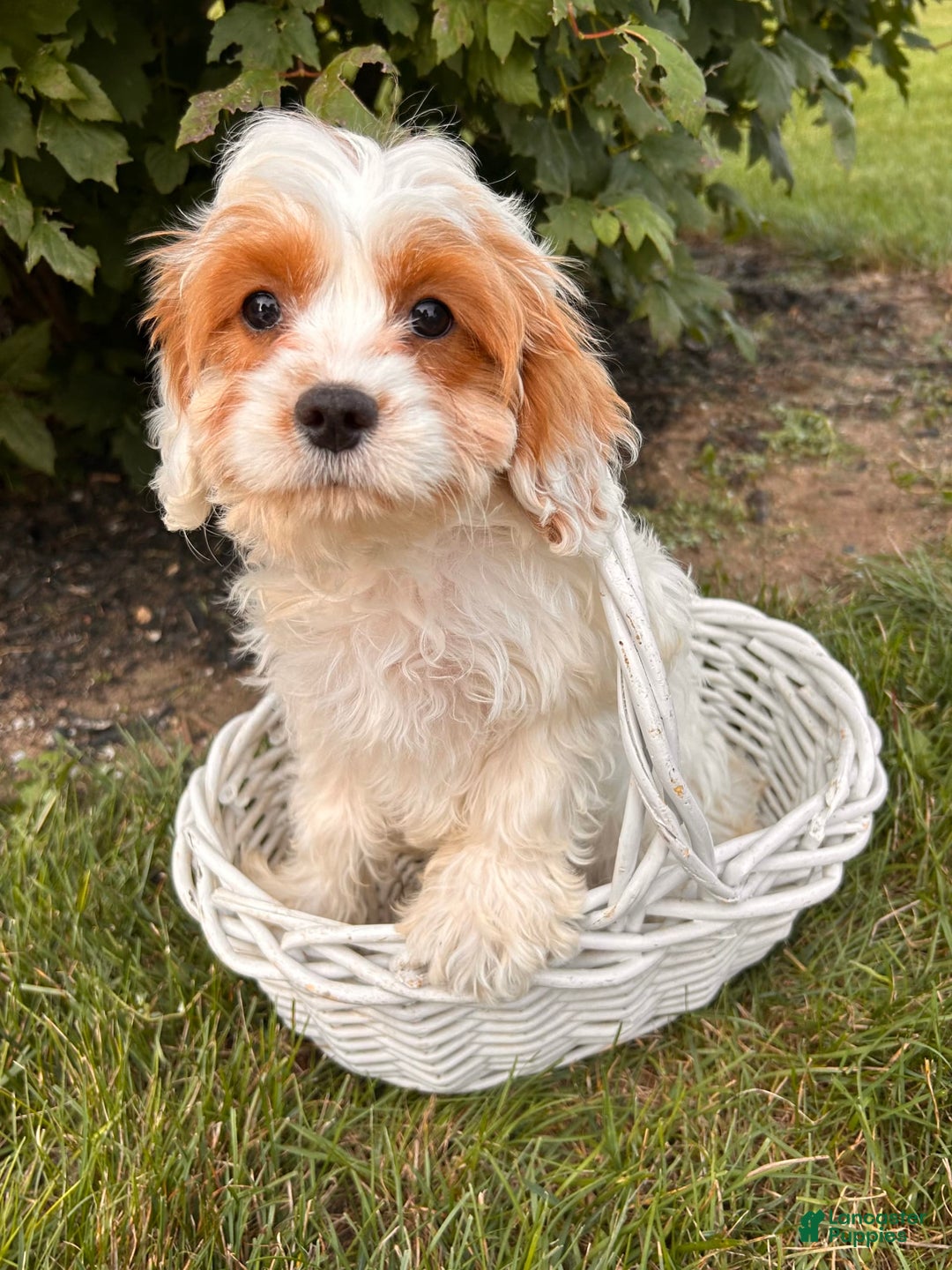 Cavapoo dogs for sale: Finn - Image 5