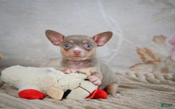 Chihuahua dogs for sale: Tillie - Image 1