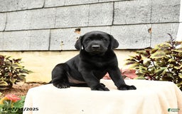 Labrador Retriever dogs for sale: Moose - Image 5