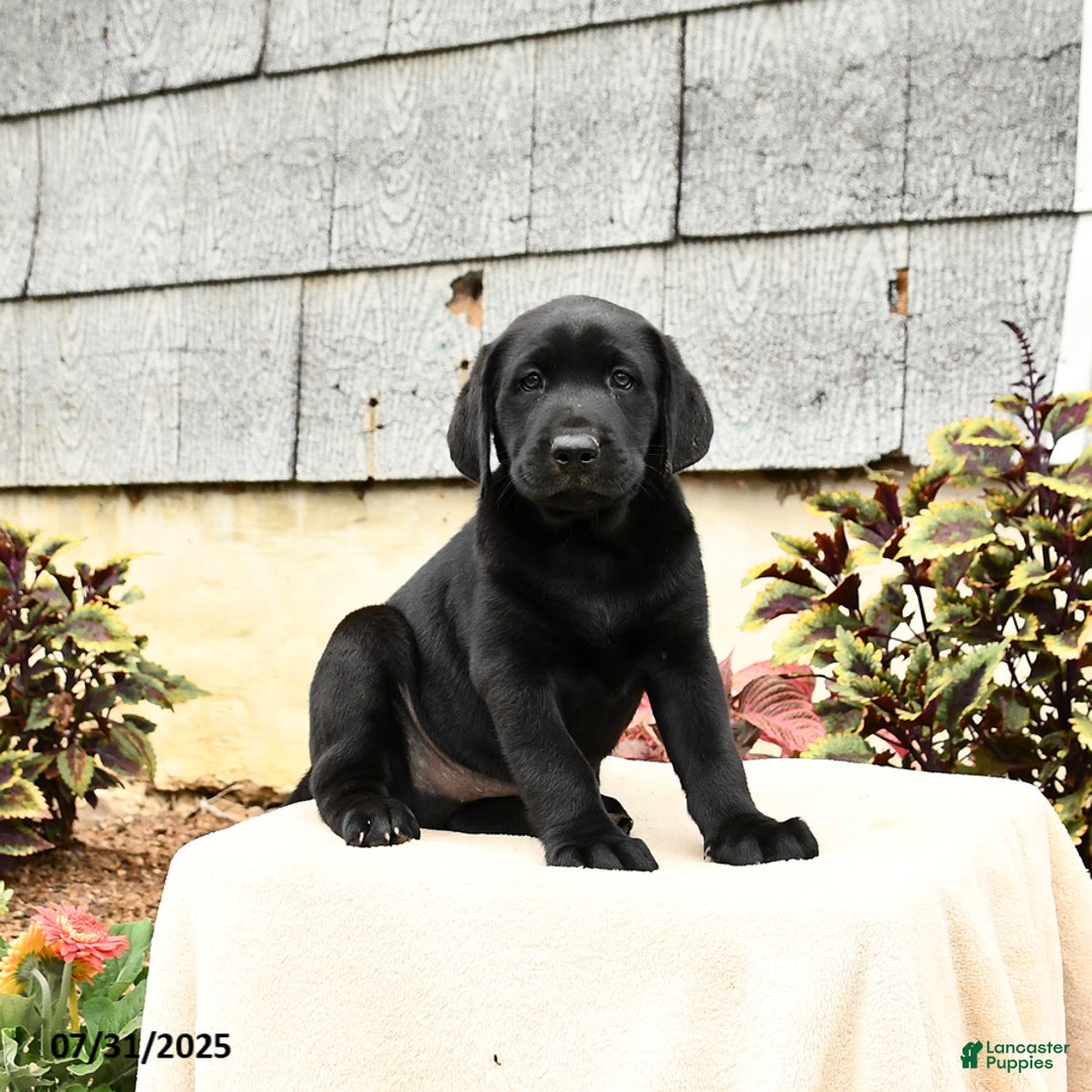Labrador Retriever dogs for sale: Moose - Image 5