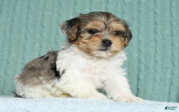 Yorkiepoo dogs for sale: Baxter - Image 4