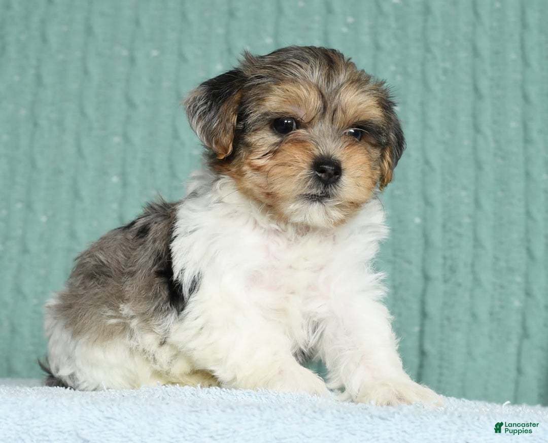 Yorkiepoo dogs for sale: Baxter - Image 4