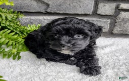 Havapoo dogs for sale: Ace - Image 1